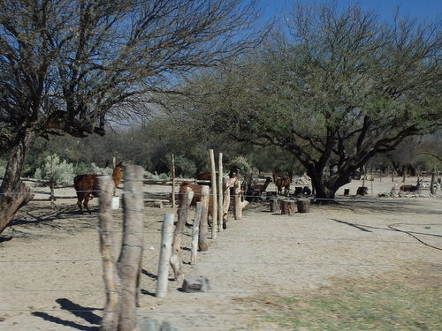 Lama Farm.